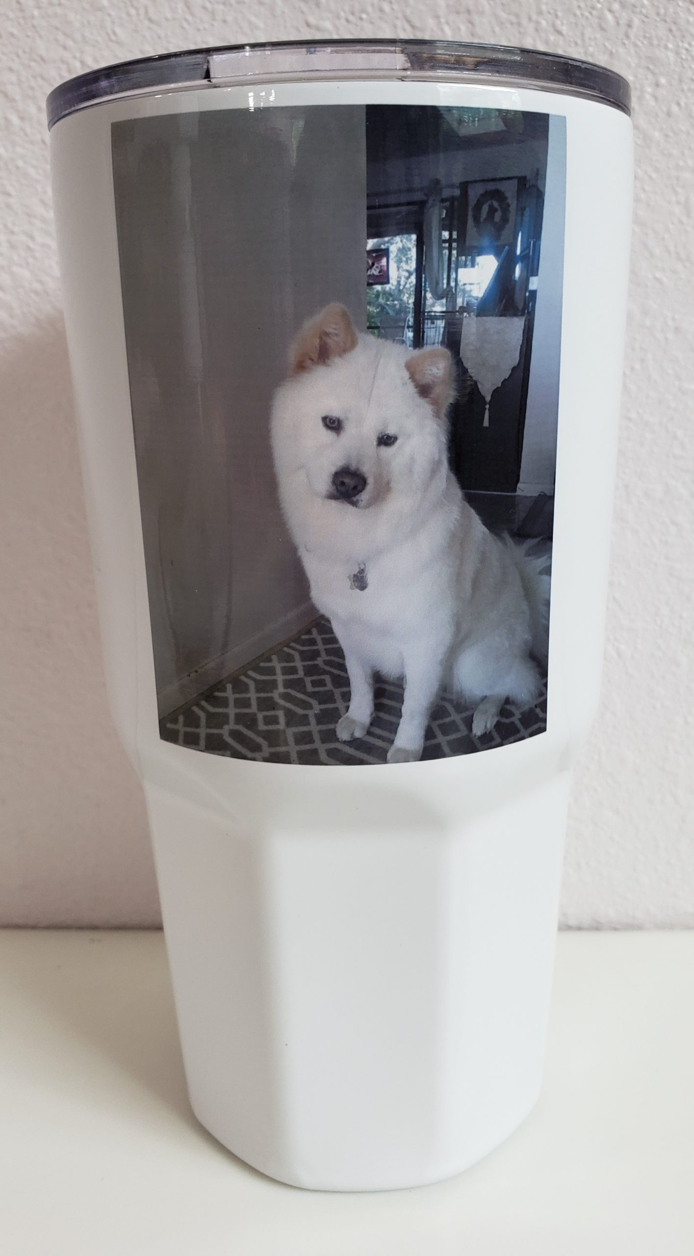 A white dog sitting on top of a floor.